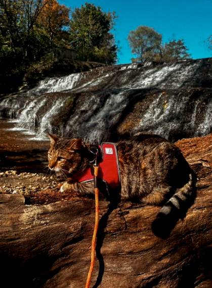 Cat napping on couch