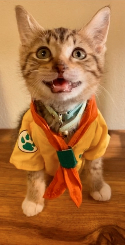 Cat lounging in sunlight