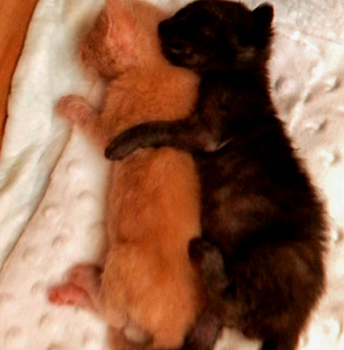 Cats resting together