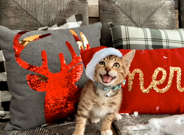 Cat stretching outdoors